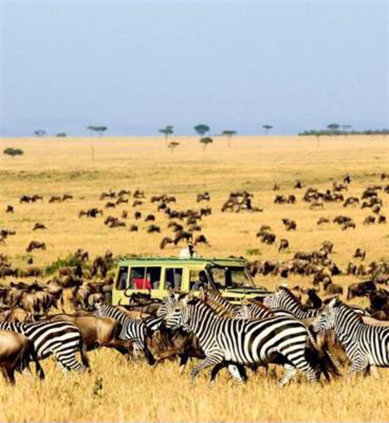 肯亞‧動物大遷徙 - KENYA